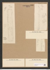 Nitzschia spathulifera Grun. (de-Toni-Nr.: Genus 47, Species 2077) Zeichnungen Sammlung Grunow Nr. 4109 (NHMW-BOT-W0371970)